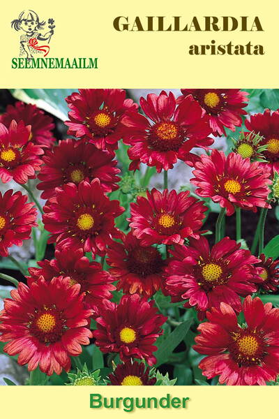 Blanket flower "Burgundy"